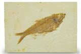 Detailed Fossil Fish (Knightia) - Wyoming #369413-1